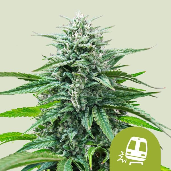 TRAINWRECK AUTO STRAIN - SeedySide