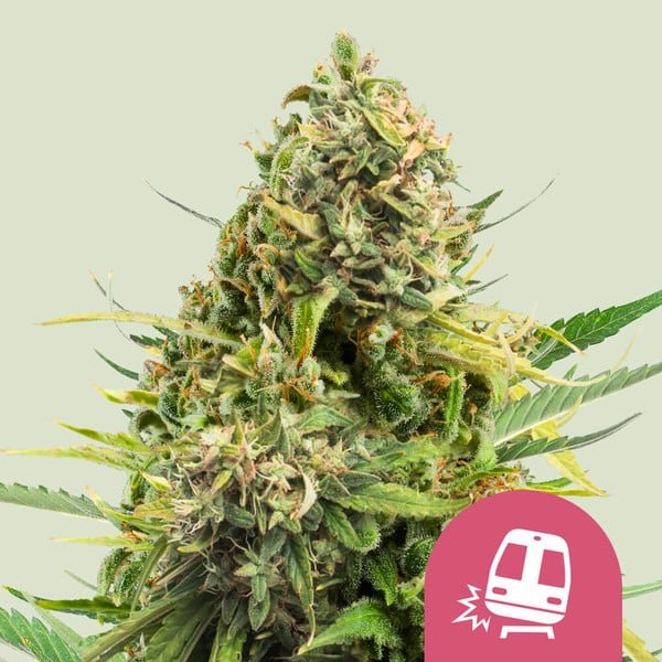 TRAINWRECK STRAIN - SeedySide