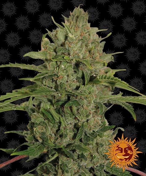 TRIPLE CHEESE STRAIN - SeedySide