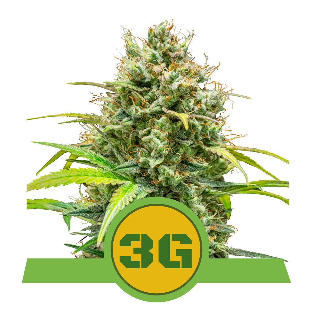 TRIPLE G AUTO STRAIN - SeedySide