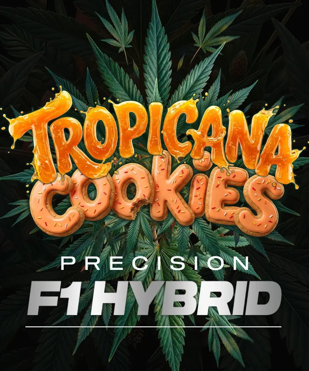 TROPICANA COOKIES AUTO STRAIN - SeedySide