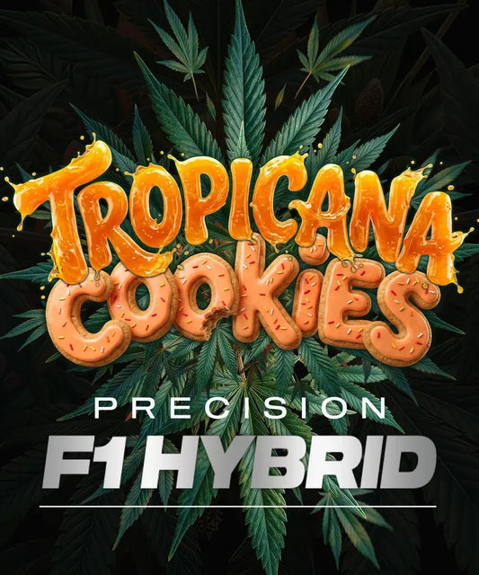 TROPICANA COOKIES AUTO STRAIN - SeedySide
