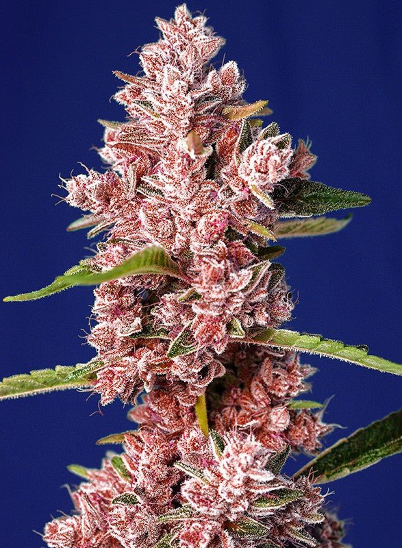 TROPICANA POISON F1 FAST VERSION STRAIN - SeedySide