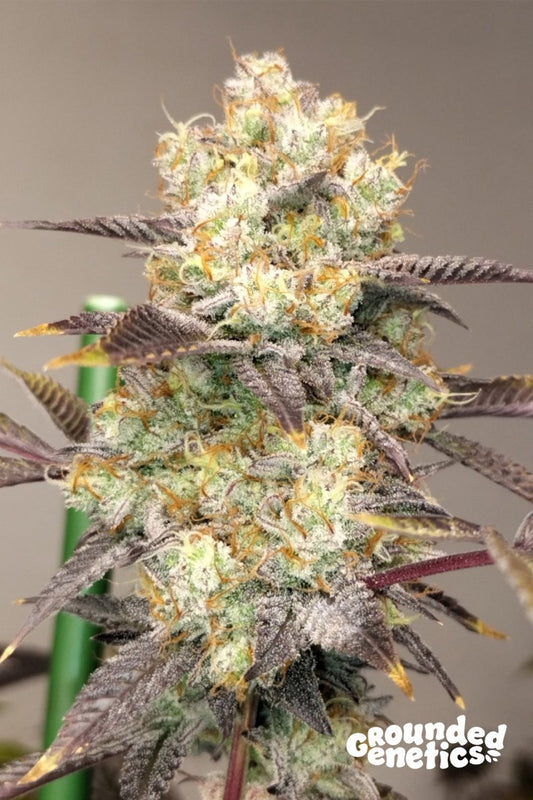 VITAMIN Z (ZUNAMI X Z ROAD) STRAIN - SeedySide