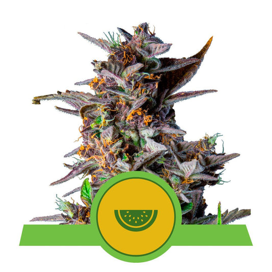 WATERMELON AUTO STRAIN - SeedySide