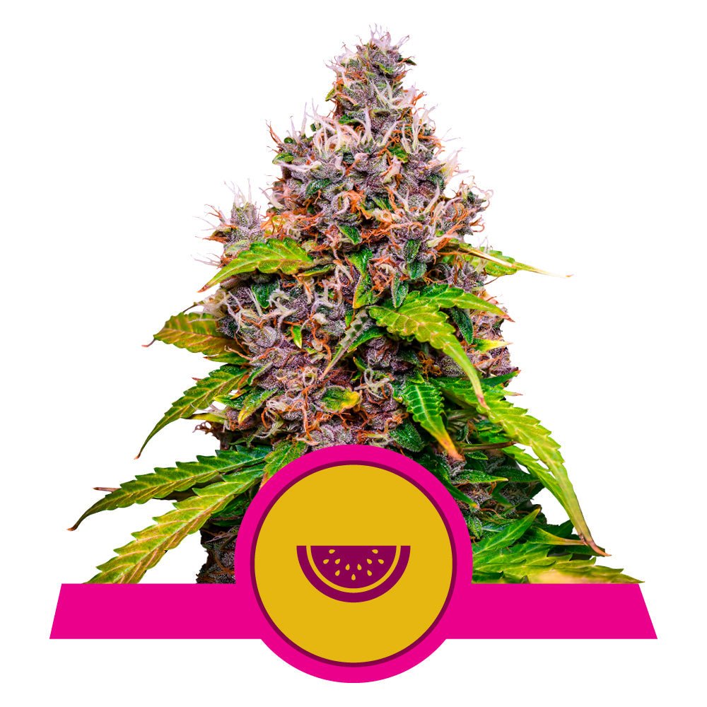 WATERMELON STRAIN - SeedySide