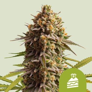 WEDDING CAKE AUTO STRAIN - SeedySide
