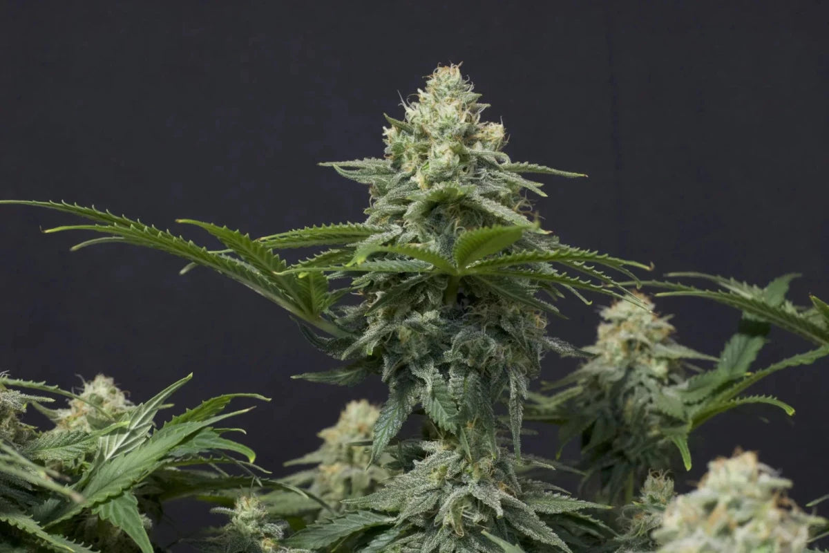 WEDDING CHEESECAKE FF STRAIN - SeedySide