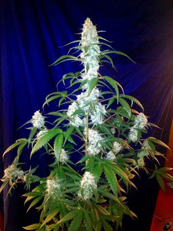 WEST COAST OG AUTO STRAIN - SeedySide