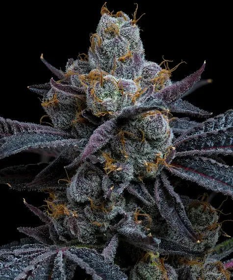 WHITE RUNTZ STRAIN - SeedySide