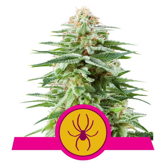 WHITE WIDOW STRAIN - SeedySide