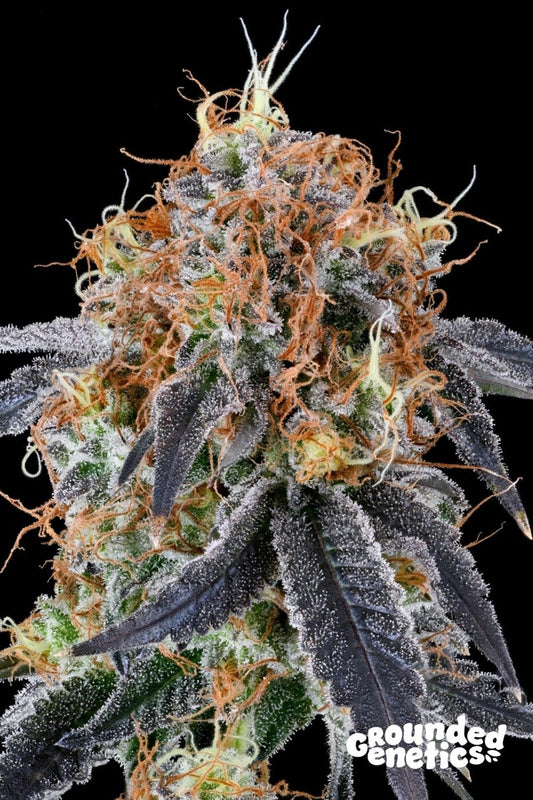 ZILK ROAD (OZARK X Z ROAD) STRAIN - SeedySide