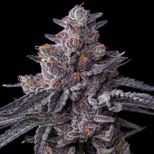 ZILLIONS STRAIN - SeedySide