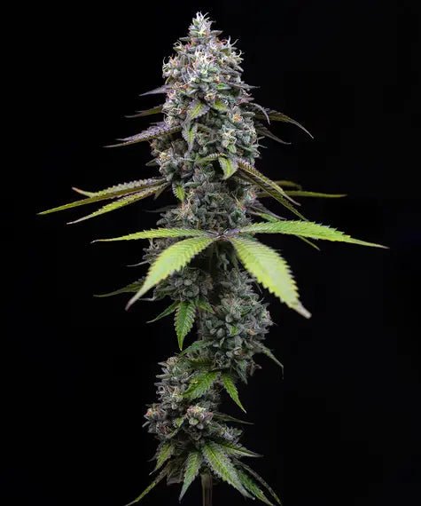 ZOAP STRAIN - SeedySide