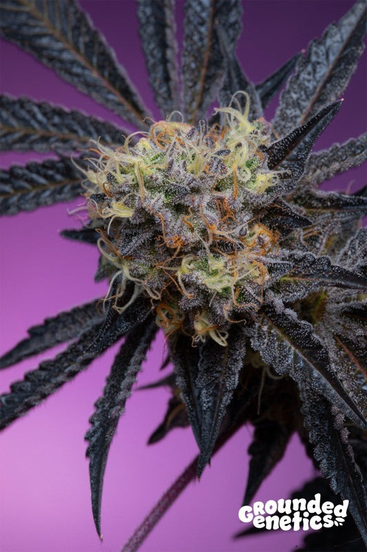 ZOAPAYA ZOAP X PAPAYADAWG STRAIN - SeedySide