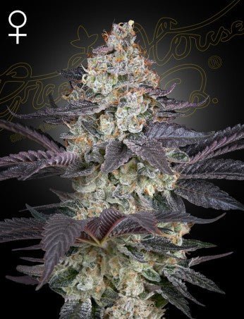 ZTRAWBERRY: RUNTZ X A.M.S STRAIN - SeedySide