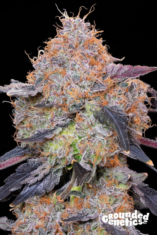 ZUMINATI ZUNAMI X OZARK STRAIN - SeedySide