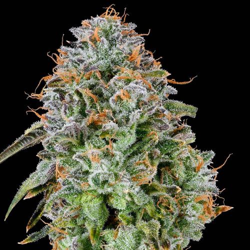 ZUNAMI STRAIN - SeedySide