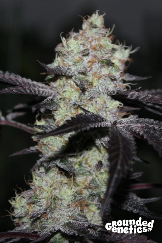 ZWISHER (SWOOSH X (ZKITTLEZ X SHORELINE)) STRAIN - SeedySide